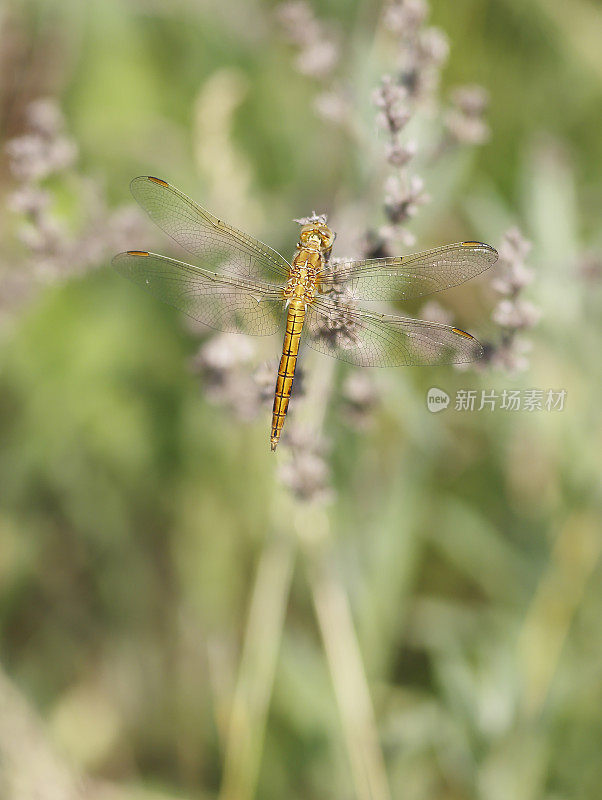 龙骨Skimmer (Orthetrum coerulescens)雌性